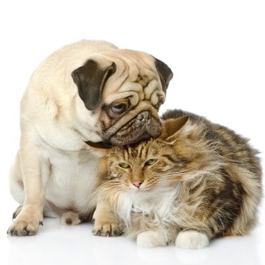Apartments in Miramar A pug dog and a cat on a white background, showing the adorable bond between pets. Miramar Park Apartments