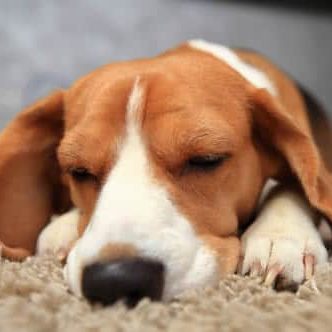 Apartments in Miramar A pet-friendly beagle sleeping on a carpet in an apartment. Miramar Park Apartments